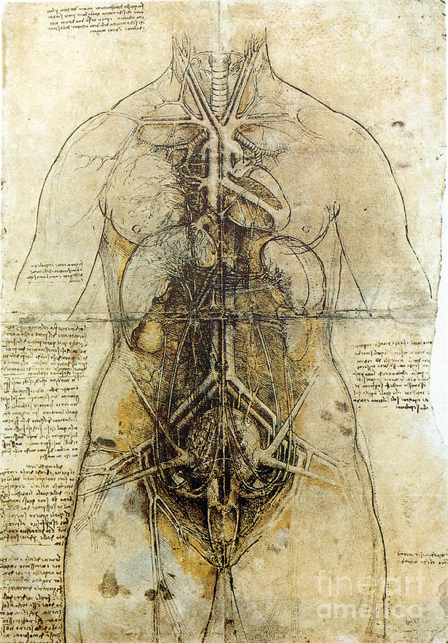Da Vinci Female Anatomical Study, 1507 Photograph by Science Source