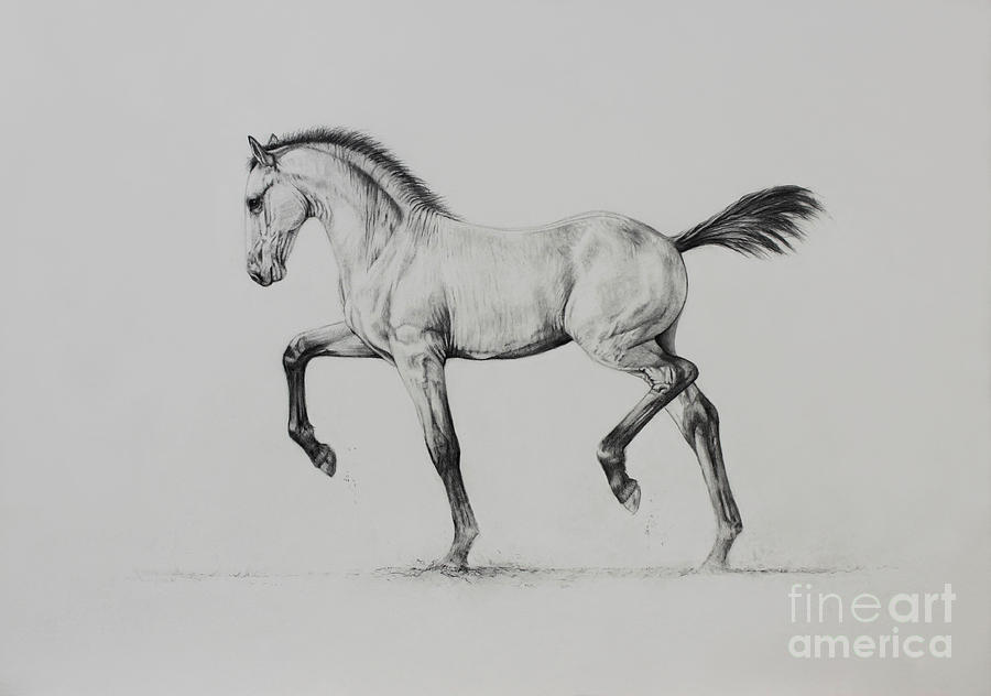 Horse Painting - Da Vincis Colt by Caroline Collinson