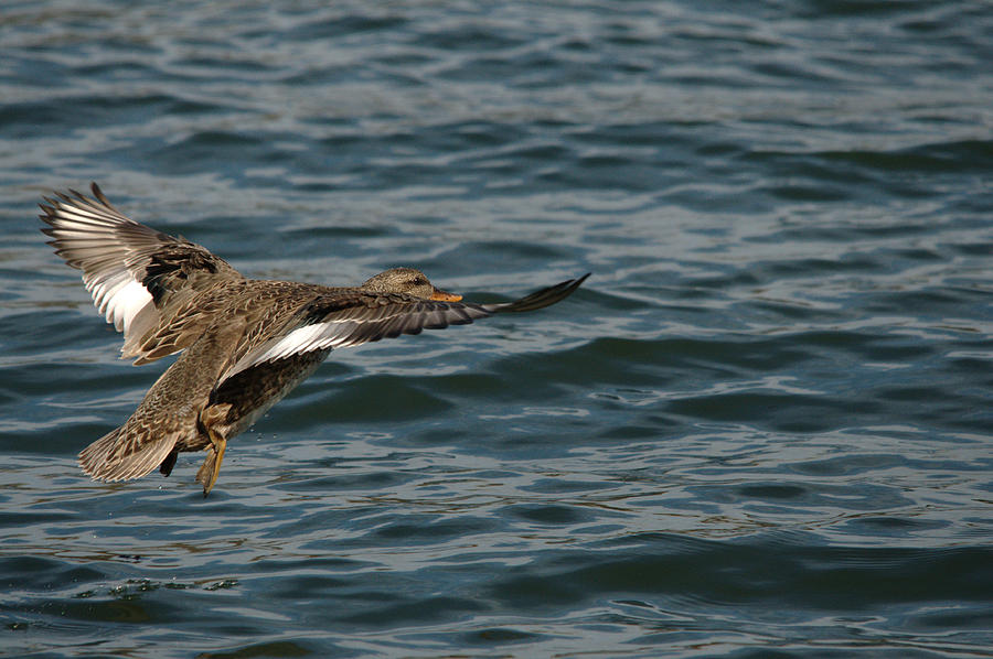 Dabbling Duck Approach Landing Photograph by Roy Williams - Fine Art ...