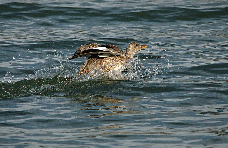 Dabbling Duck Water Landing Photograph by Roy Williams | Fine Art America