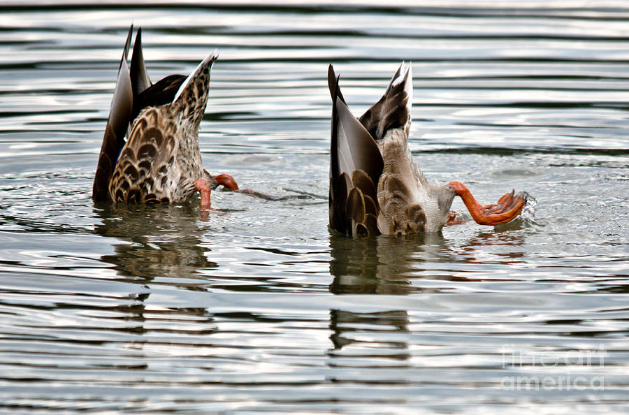 Dabbling Duo of Ducks Photograph by Cheryl Baxter