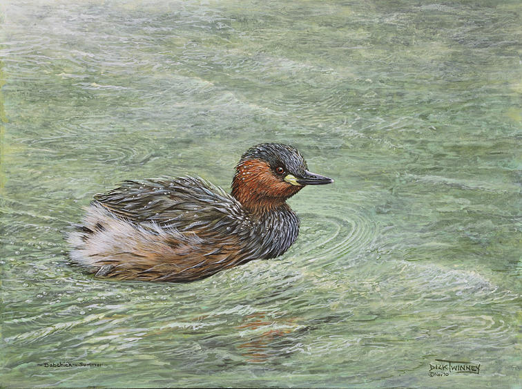 Bird Painting - Dabchick on the Gannel by Dick Twinney