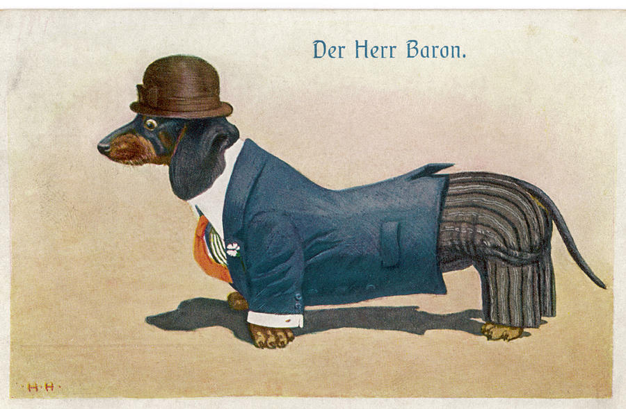 Dog Drawing - Dachshund Dressed As A Man by Mary Evans Picture Library