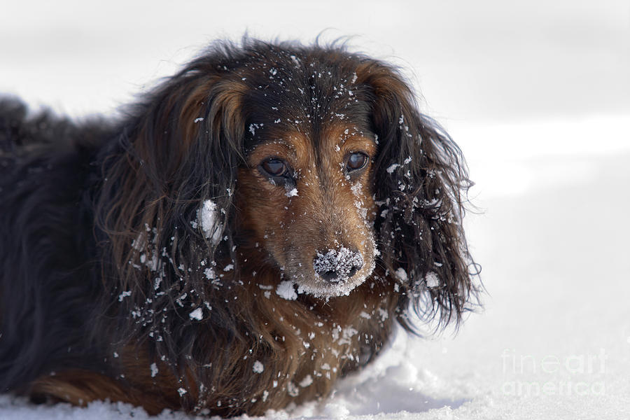 Dachshund in the winter Photograph by Michal Boubin