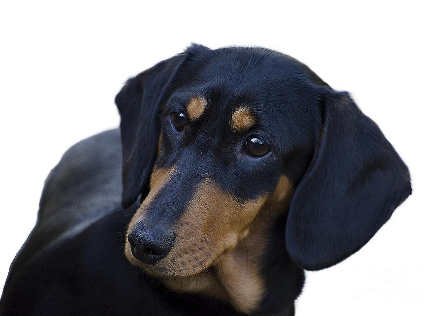 Dachshund Photograph by Linsey Williams
