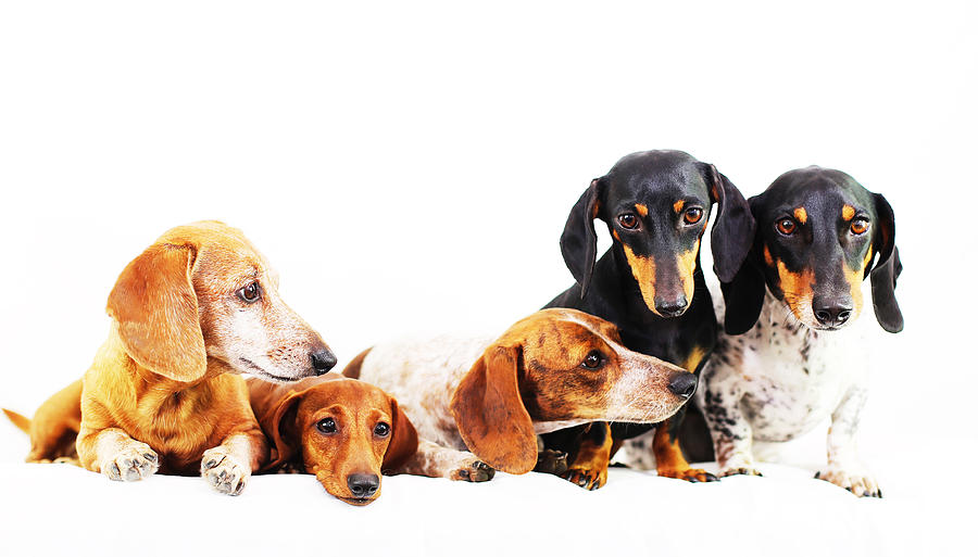 Dachshund Photograph - Dachshund pack  by Johnny Ortez-Tibbels