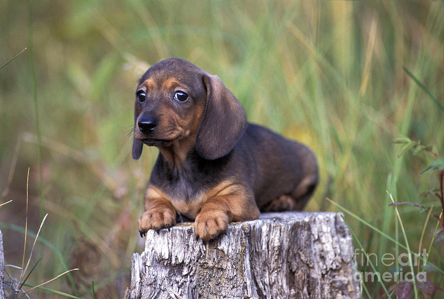 Dachshund Puppy Dog Photograph by Rolf Kopfle