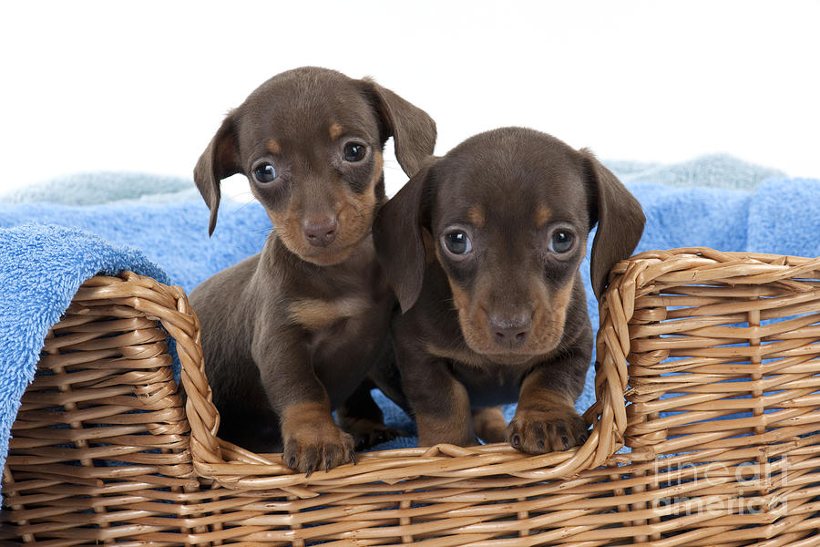 Dachshund Puppy Dogs Photograph by John Daniels