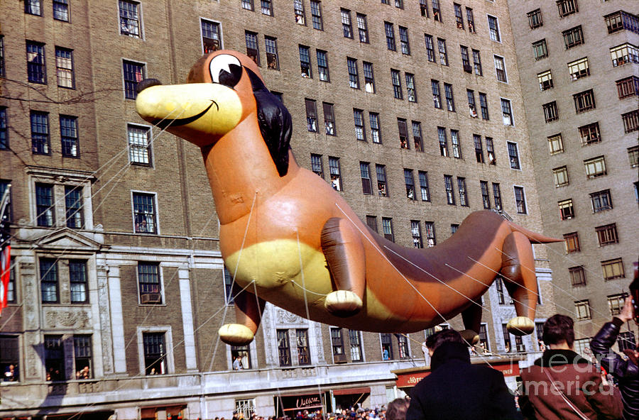 Dachshund the Wiener Dog as a Helium Balloon on  Macys Thanksgiving Day Parade Photograph by Wernher Krutein