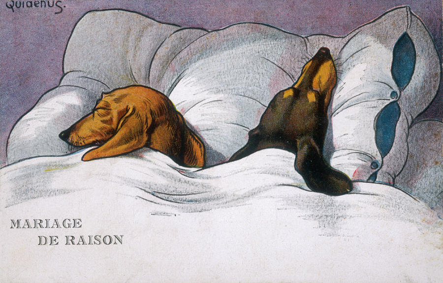 Dog Drawing - Dachshunds In Bed  A Marriage by Mary Evans Picture Library