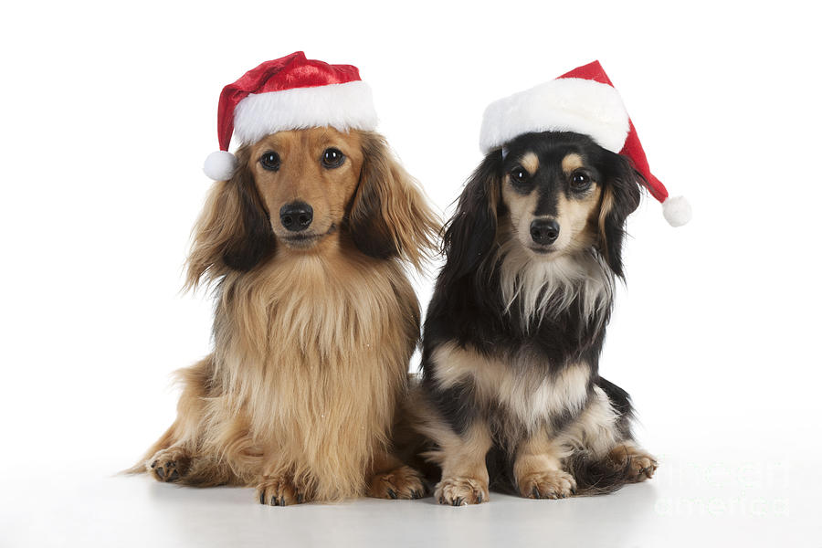 Dachshunds In Christmas Hats Photograph by John Daniels