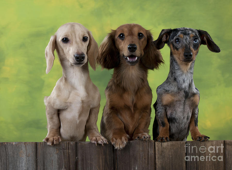 Dachshunds Looking Over Fence Photograph by John Daniels