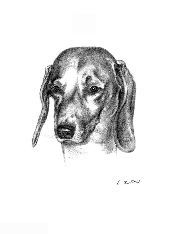 Dachsund Drawing by Lou Ortiz - Fine Art America