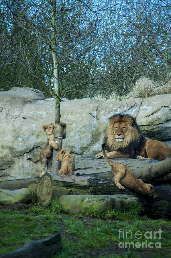 Portland Photograph - Dad and Lion Cubs by M J