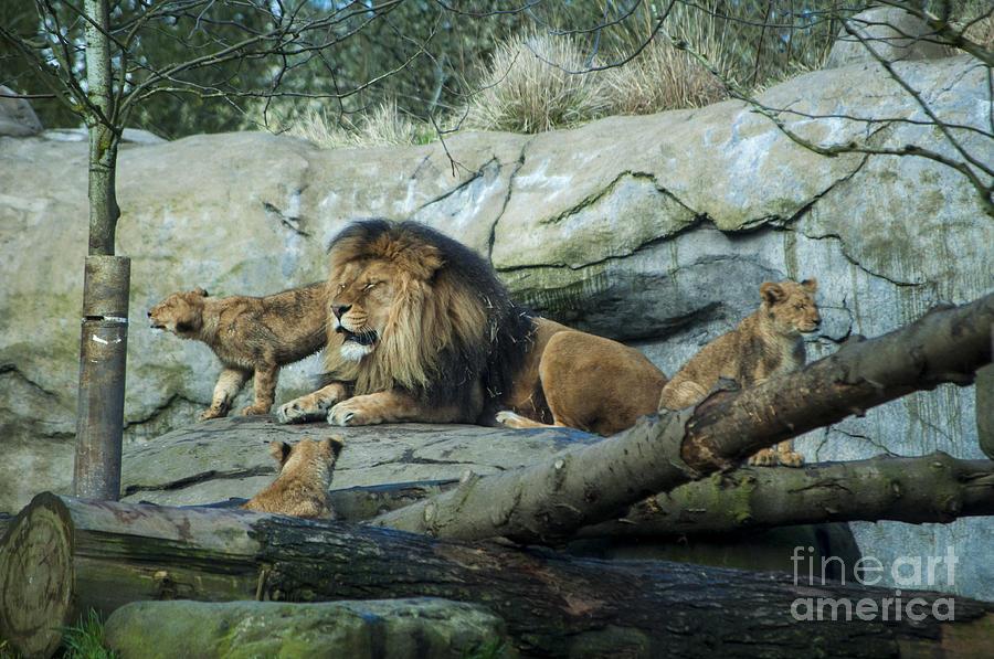 Portland Photograph - Dad with Lion Cubs by M J