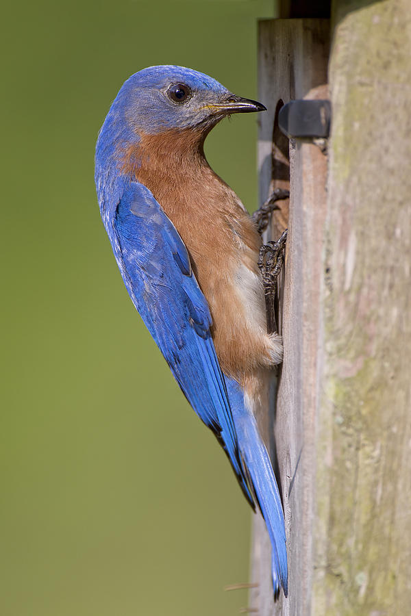Daddy Bluebird Checking on Babies  Photograph by Bonnie Barry