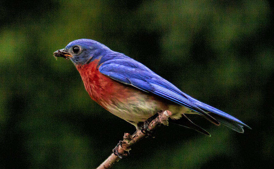 Daddy Bluebird Photograph by John Crothers