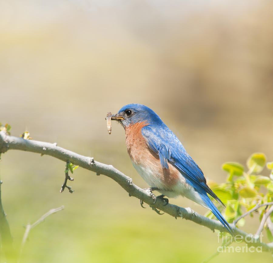 Daddy Bluebird Photograph by Sari ONeal