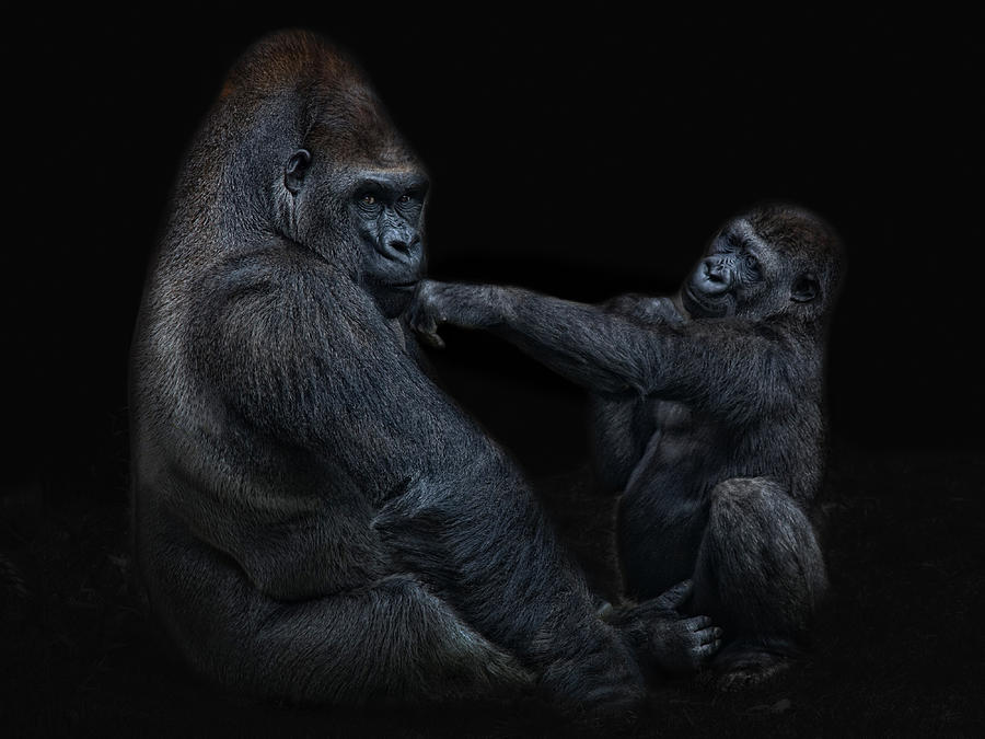 Animal Photograph - Daddy is a left hook like this by Joachim G Pinkawa