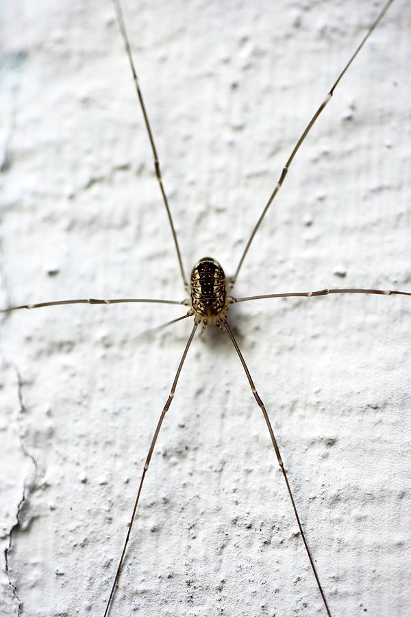 cellar spider daddy long legs oval body