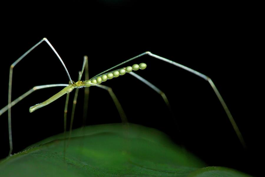 Daddy Long-legs Spider Photograph by Melvyn Yeo