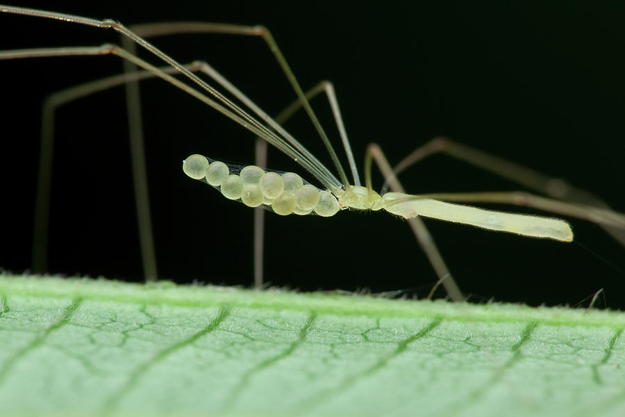 Daddy Long Legs Spider Craft – The Pinterested Parent