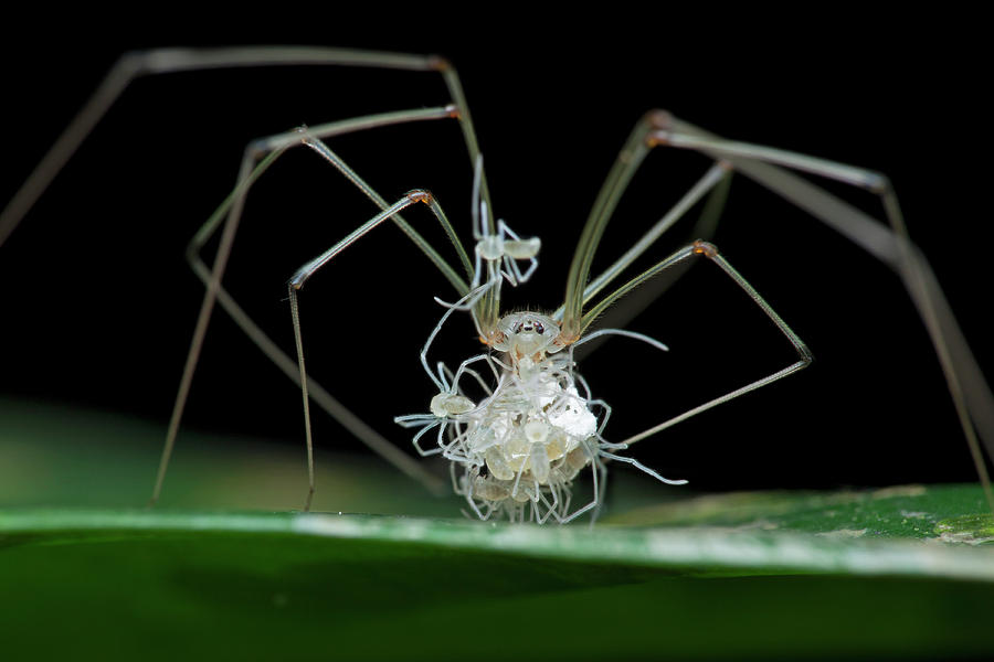 daddy long legs spider pictures