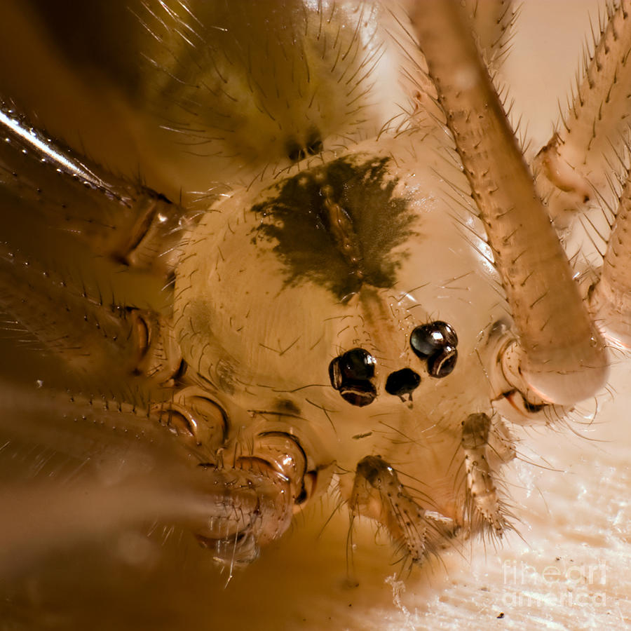 Daddy Longleg Spider Photograph by Joerg Lingnau