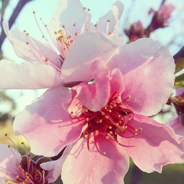 Spring Photograph - #daddykirbs #orchard #peachtree #peach by Blake Kirby