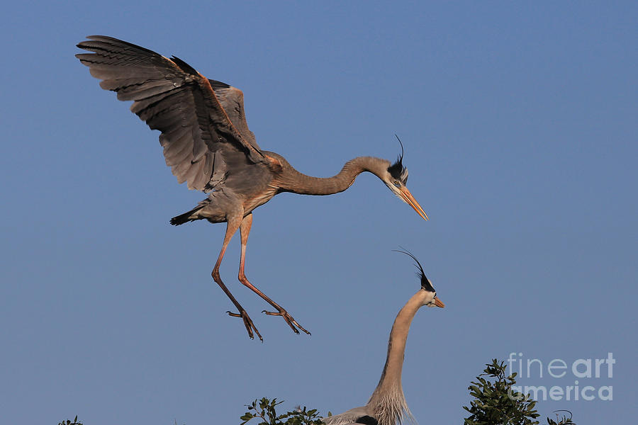 Daddys Home - Great Blue Heron Photograph by Meg Rousher
