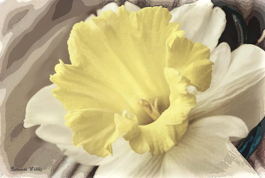 Daffadil in Yellow and white Photograph by Bonnie Willis