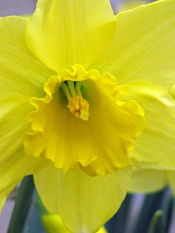 Daffodil 01 Photograph by Pamela Critchlow