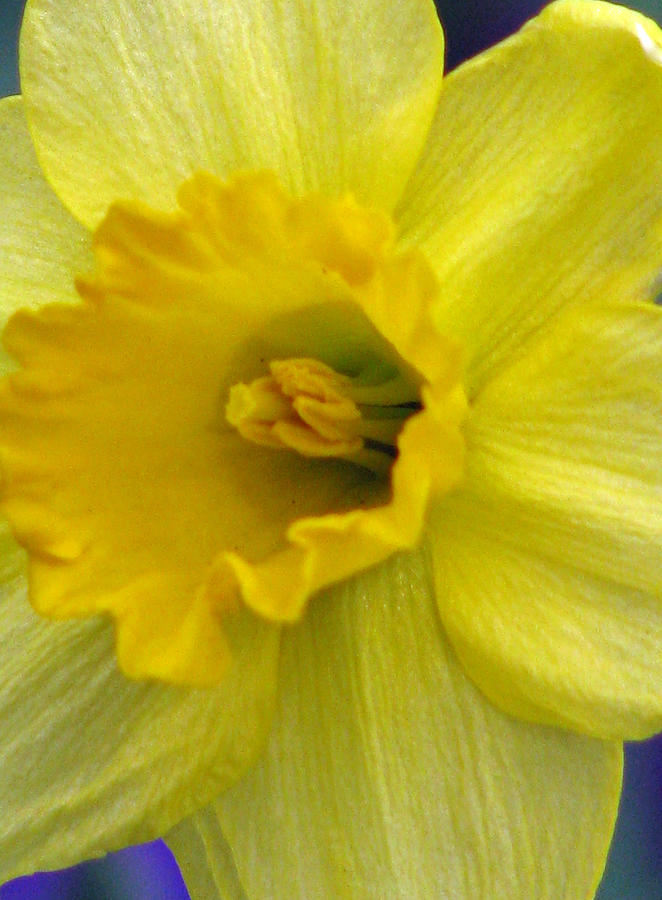Daffodil 03 Photograph by Pamela Critchlow