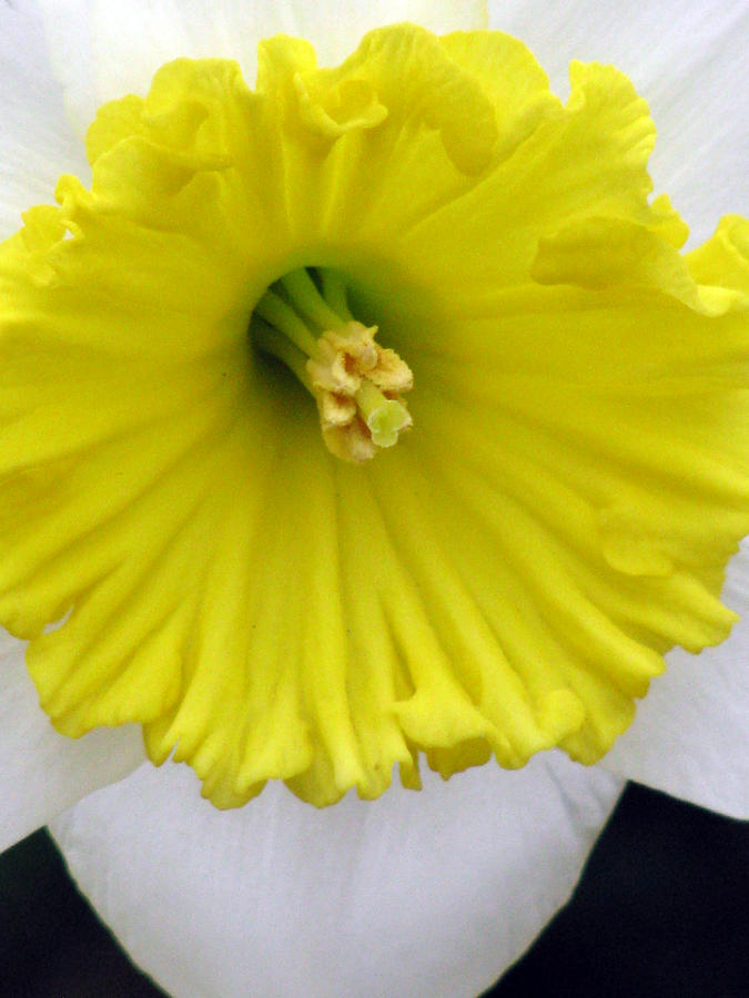 Daffodil 12 Photograph by Pamela Critchlow