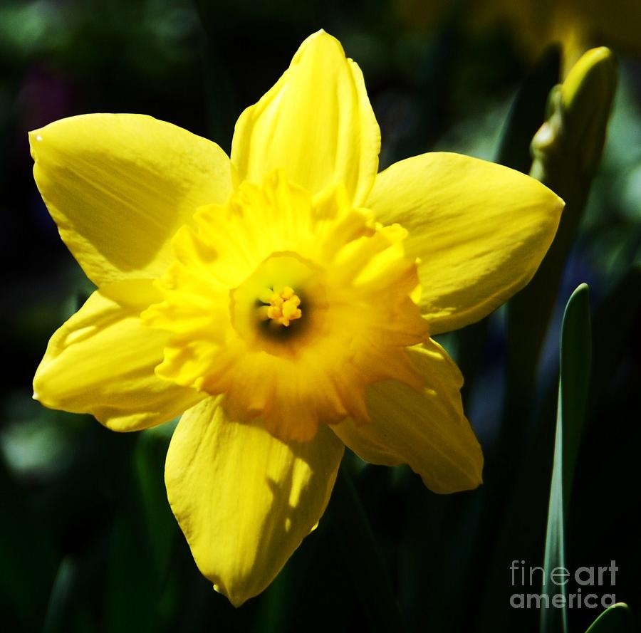 A Daffodil From Howth, Ireland Photograph by Marcus Dagan
