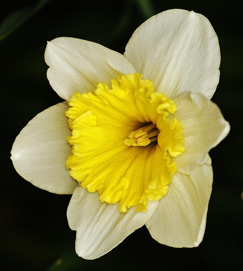 Daffodil 2014 Photograph by Daniel Thompson
