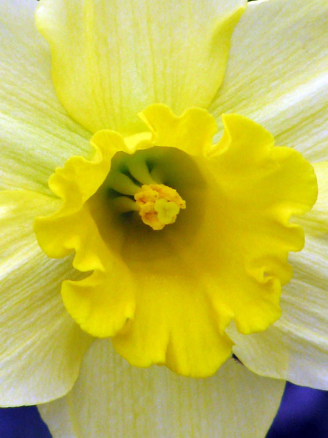 Daffodil 28 Photograph by Pamela Critchlow