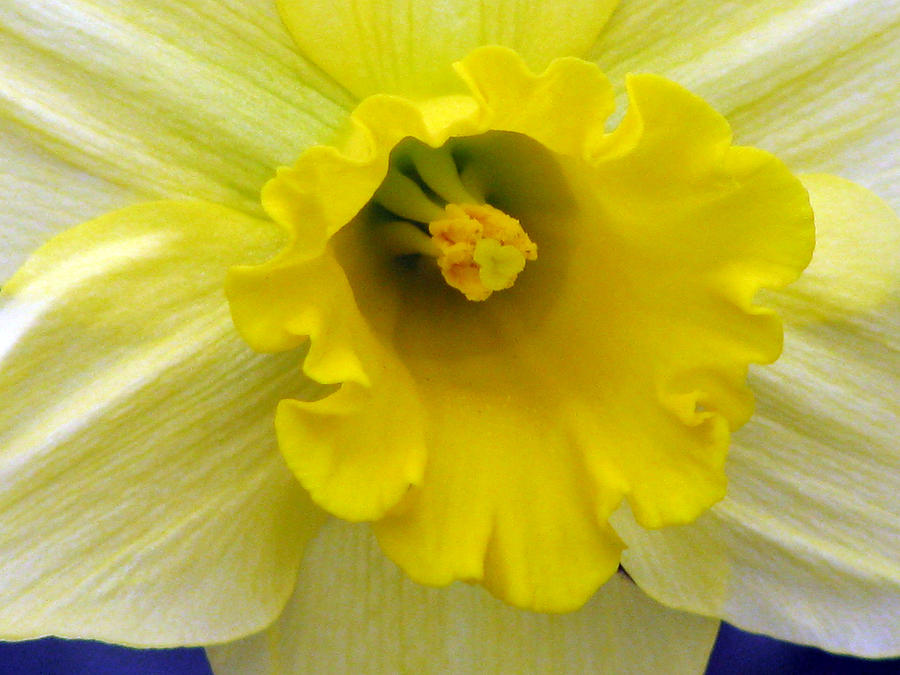 Daffodil 29 Photograph by Pamela Critchlow