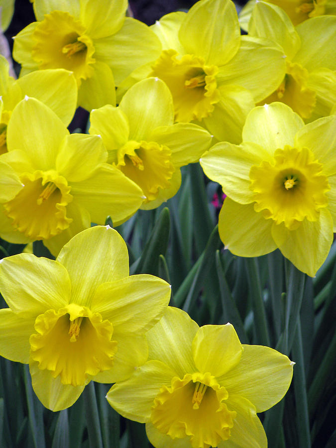 Daffodil 36 Photograph by Pamela Critchlow