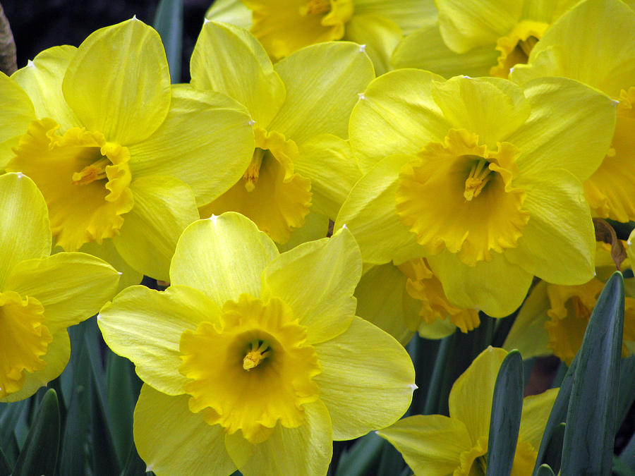 Daffodil 37 Photograph by Pamela Critchlow