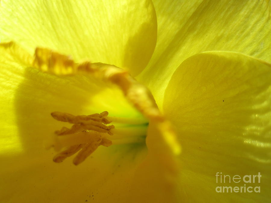 Daffodil Abstract 2 Photograph by Tara  Shalton