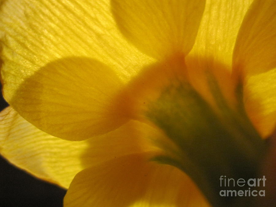 Daffodil Abstract Photograph by Tara  Shalton