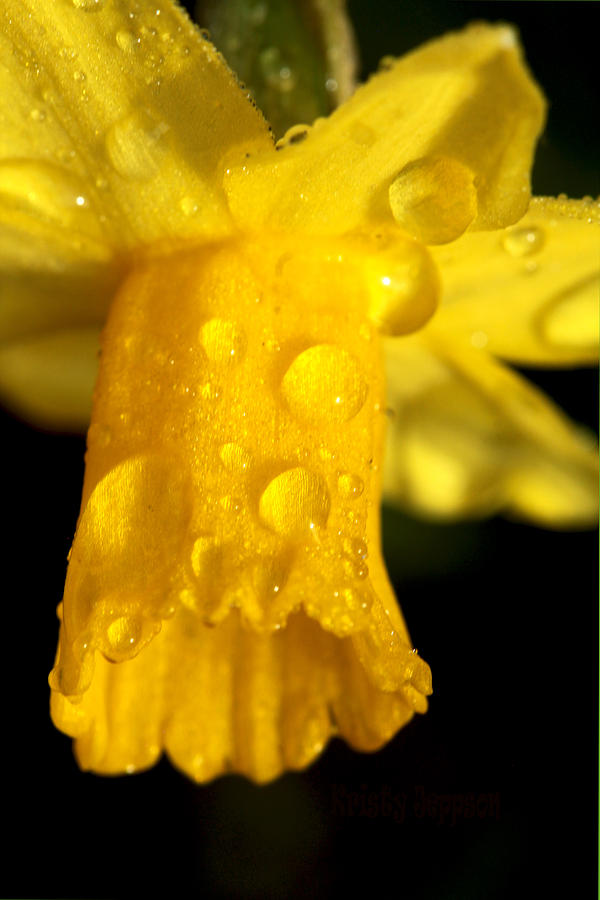 Daffodil After the Rain Photograph by Kristy Jeppson