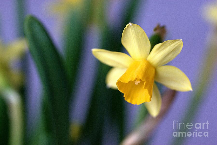 Daffodil Photograph by Amalia Suruceanu