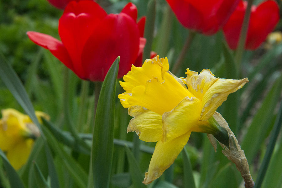 Tulip Photograph - Daffodil by Amelia Kraemer