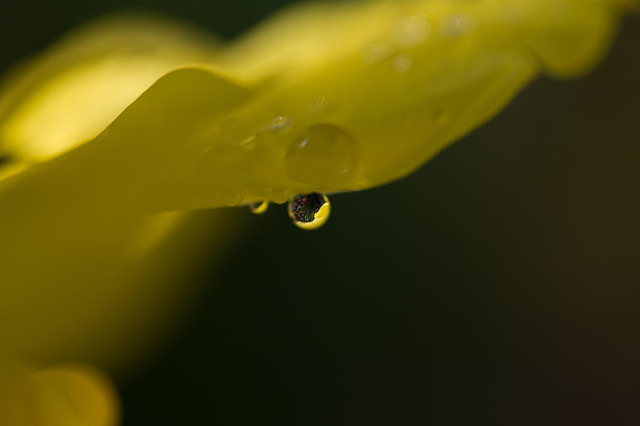 Daffodil and a Drop Photograph by Roger Mullenhour