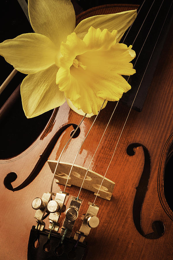 Music Photograph - Daffodil And Violin by Garry Gay