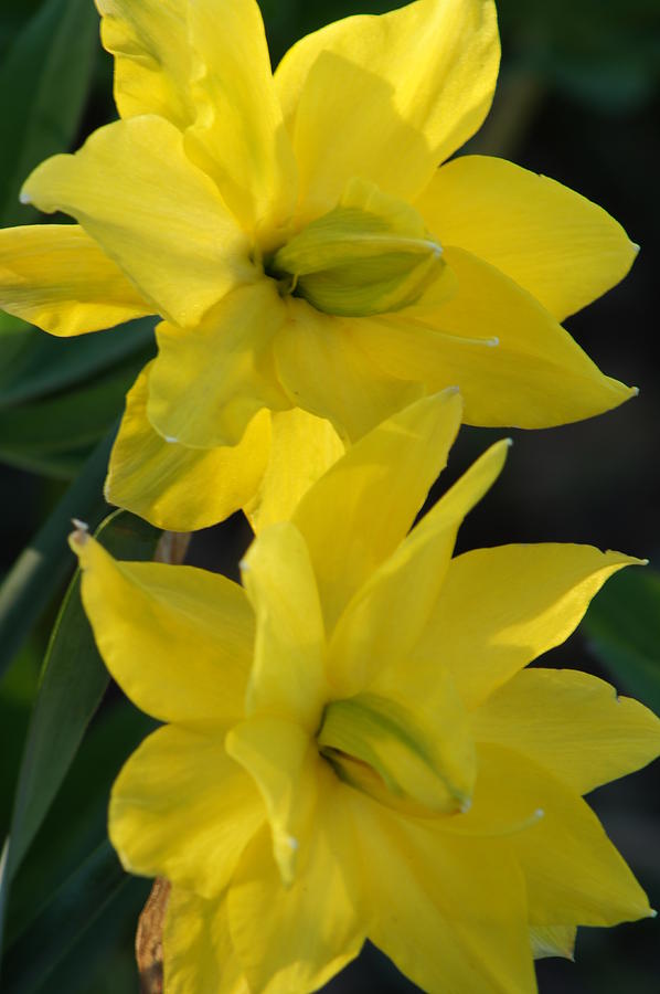 Flower Photograph - Daffodil by Angela Killary