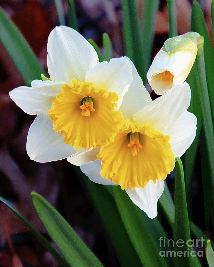 Daffodil Art  Photograph by Andee Design