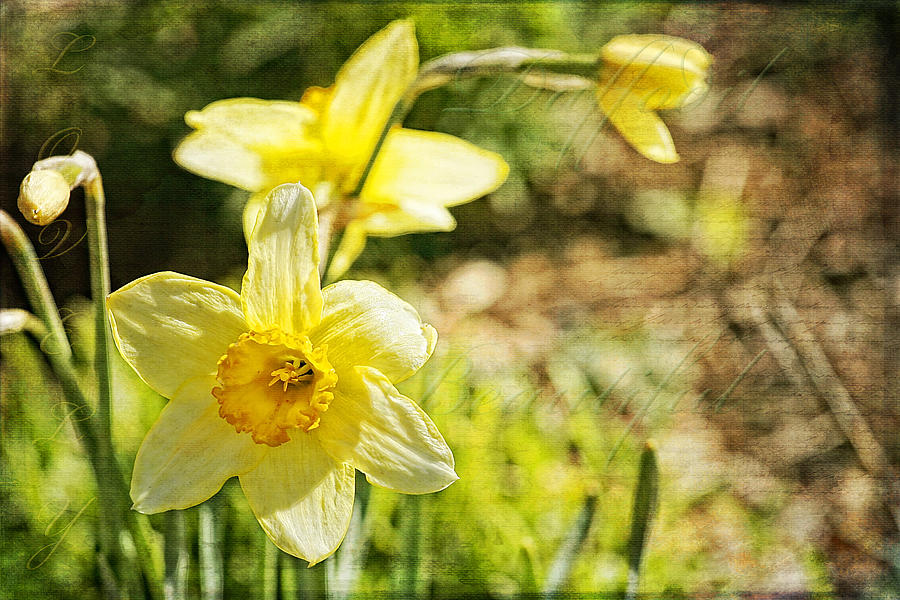 Daffodil Beauty Photograph by Lincoln Rogers